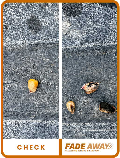 Kansas Corn 2