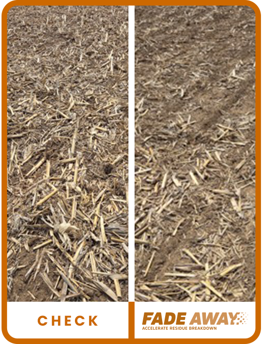 NW Iowa Soybeans