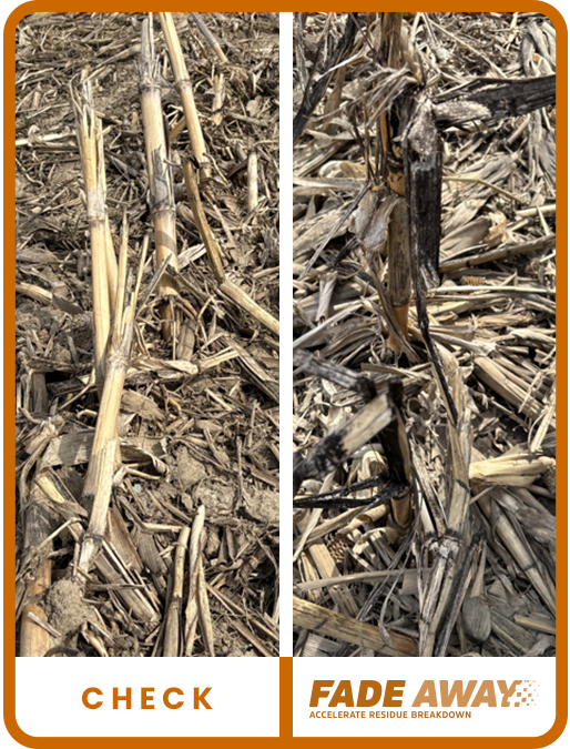Ohio Corn Additional 1