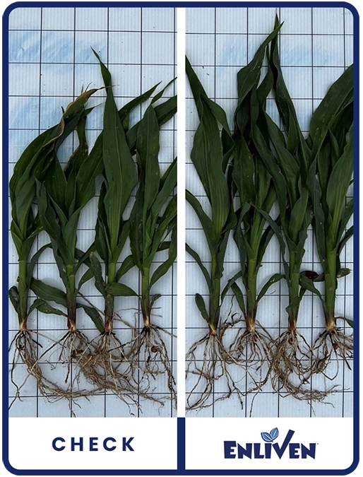 enliven-corn-central-illinois-trial-details