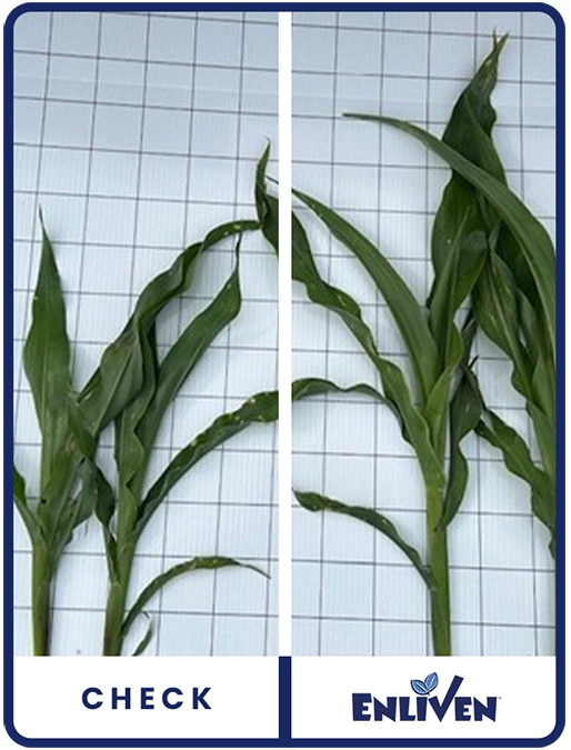 enliven-corn-central-minnesota-trial-details