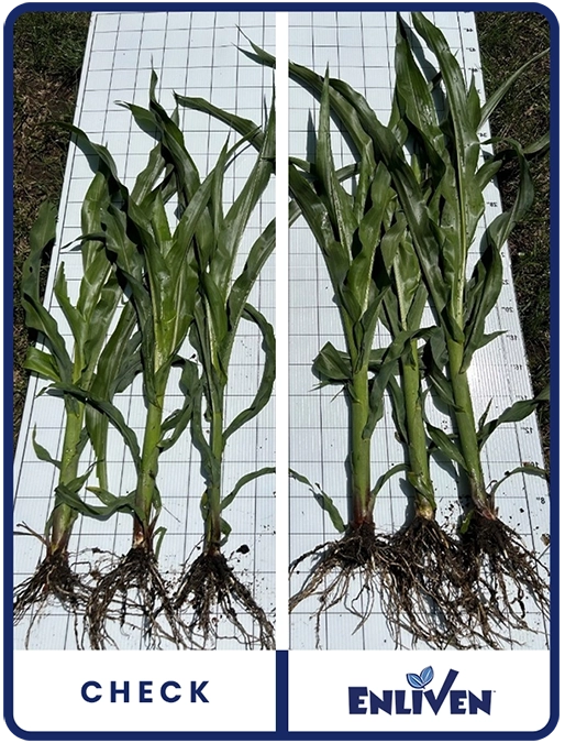 enliven-corn-southwest-minnesota-trial-detals-1