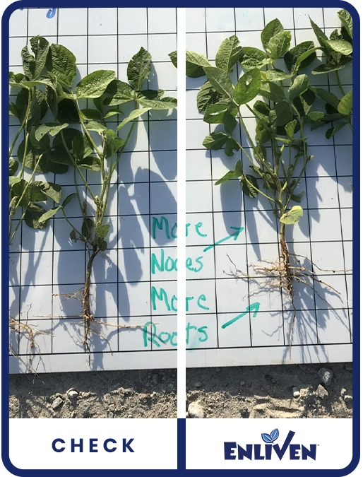enliven-soybean-southwest-ohio-trial-details