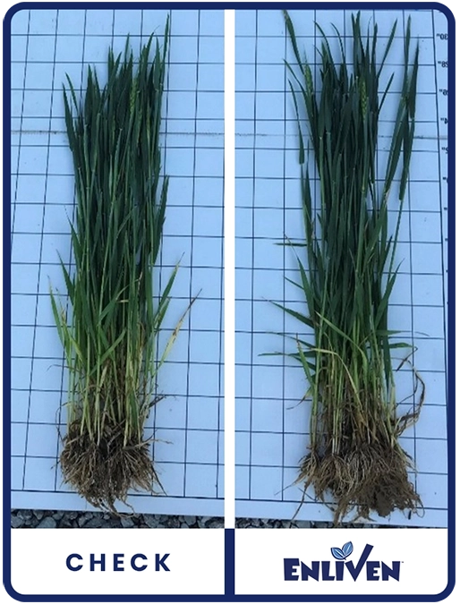 enliven-wheat-ohio-trial-details