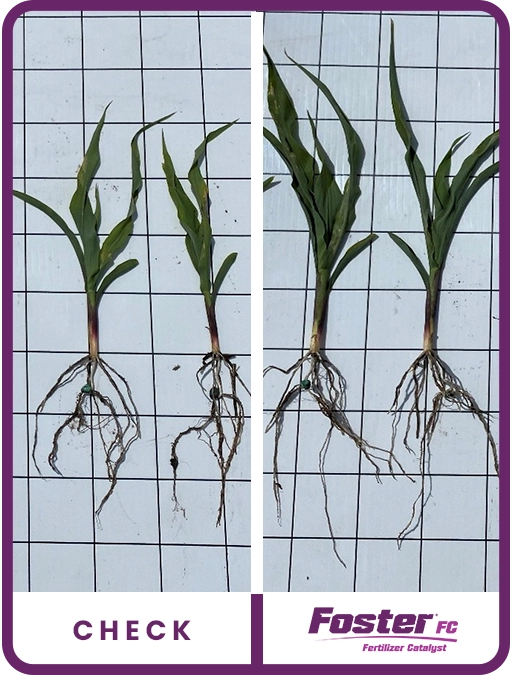 foster-fc-corn-eastern-south-dakota