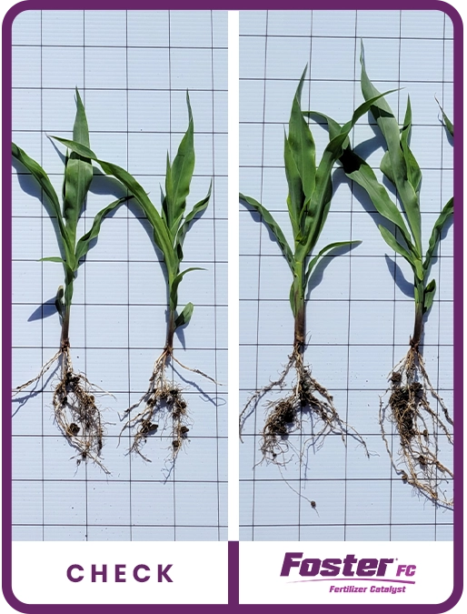 foster-fc-corn-northern-iowa-2