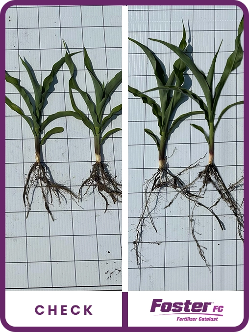 foster-fc-corn-wisconsin-trial-details-2