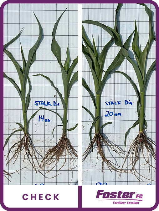 foster-fc-corn-wisconsin-trial-details