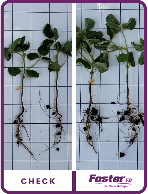 foster-fc-soybean-northern-iowa