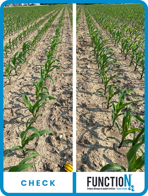 function-corn-indiana-1