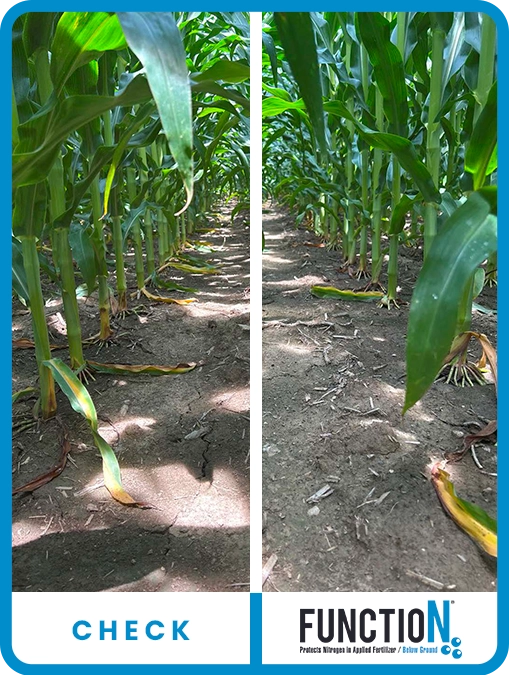 function-corn-indiana-3