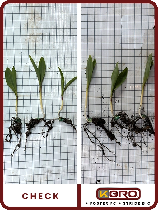 k-gro-corn-south-dakota-trial-details