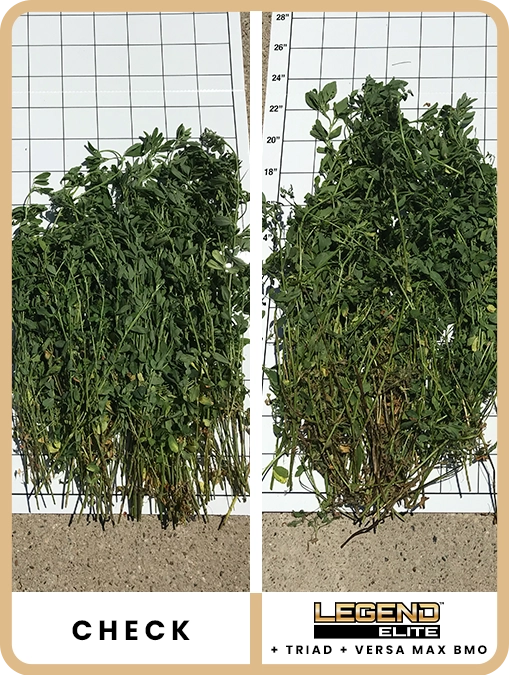 legend-elite-alfalfa-southern-minnesota-trial-details