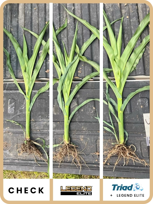 legend-elite-corn-nothern-illinous-trial-details