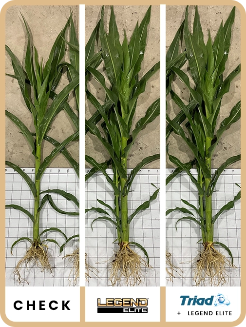 legend-elite-corn-southeast-iowa-trial-details