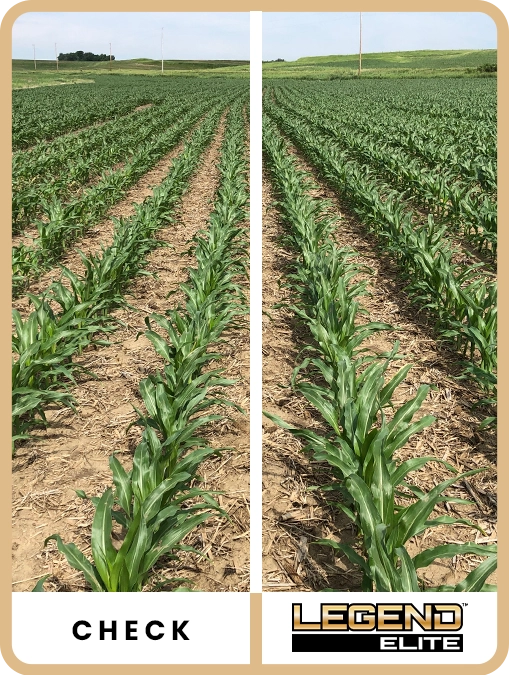 legend-elite-corn-western-iowa-trial-details-2