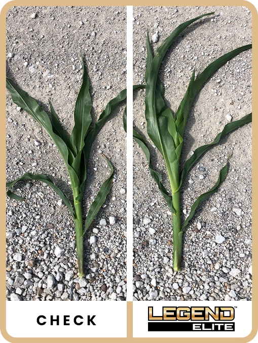 legend-elite-corn-western-iowa-trial-details