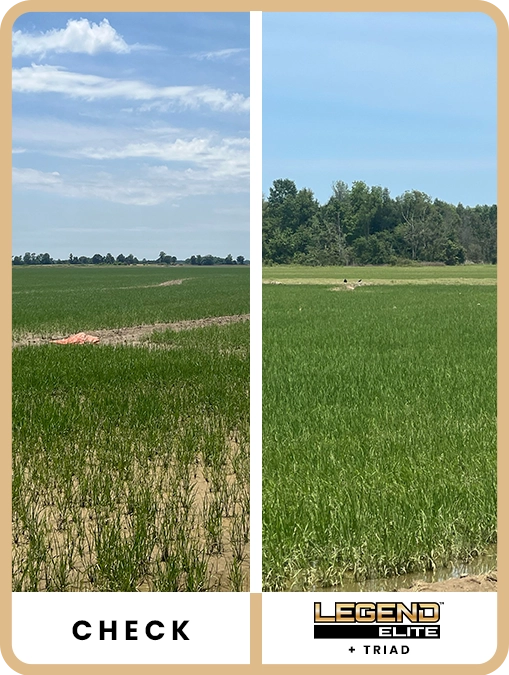 legend-elite-rice-southeast-missouri-trial-details