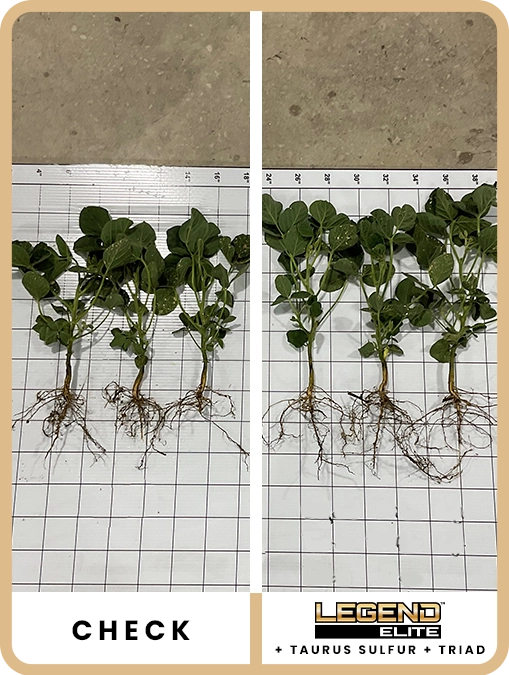legend-elite-soybeans-southeast-iowa-trial-details