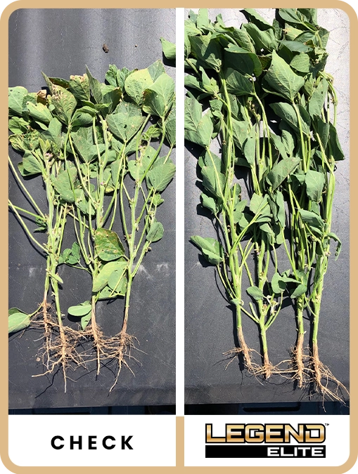 legend-elite-soybeans-western-iowa-trial-details