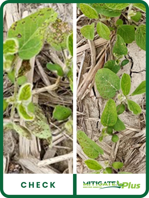 mitigate-plus-soybeans-southern-indiana-trial-details