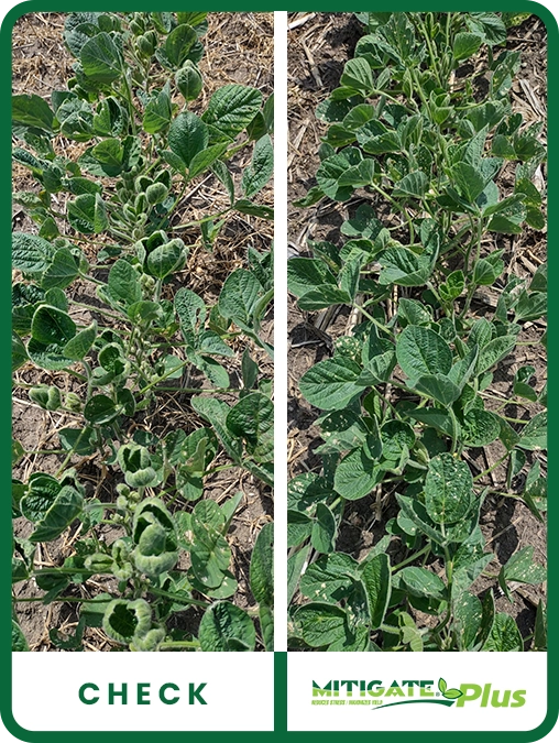 mitigate-plus-soybeans-southwest-minnesota-trial-details-2