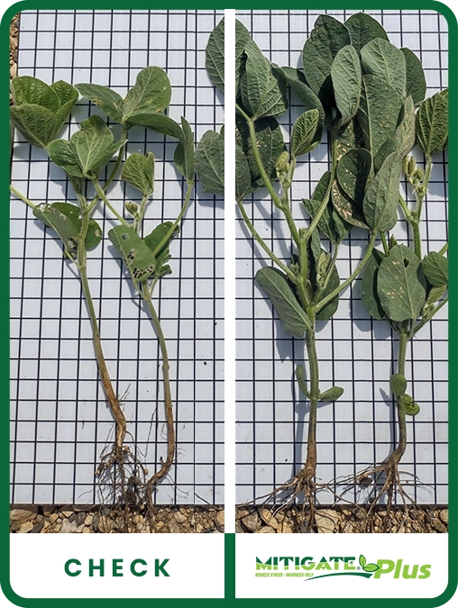 mitigate-plus-soybeans-southwest-minnesota-trial-details