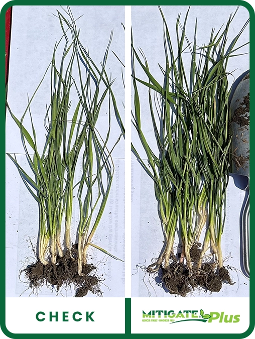 mitigate-plus-wheat-north-dakota-trial-details