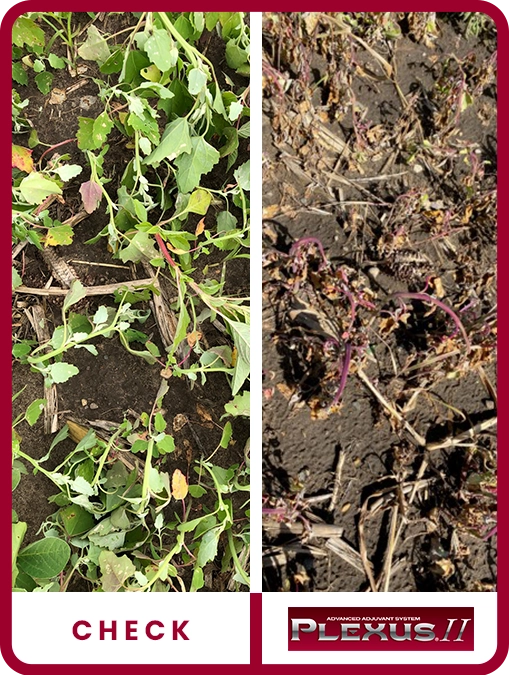 plexus-ii-soybeans-south-dakota-trial-details-2