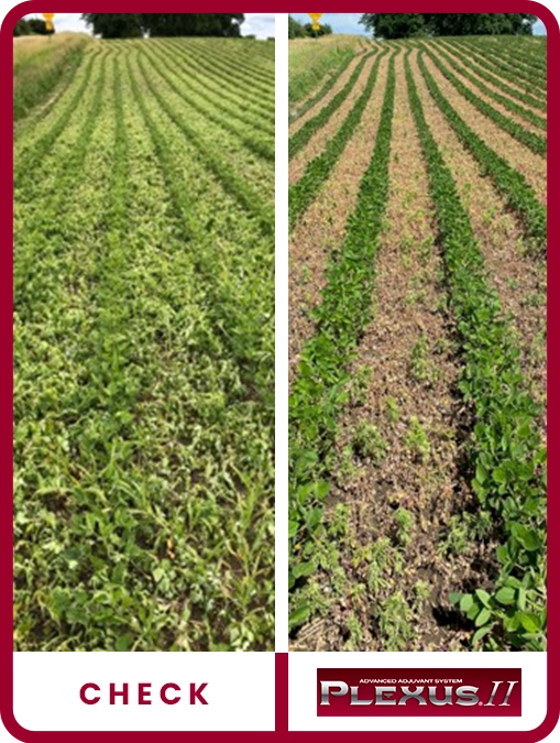 plexus-ii-soybeans-south-dakota-trial-details