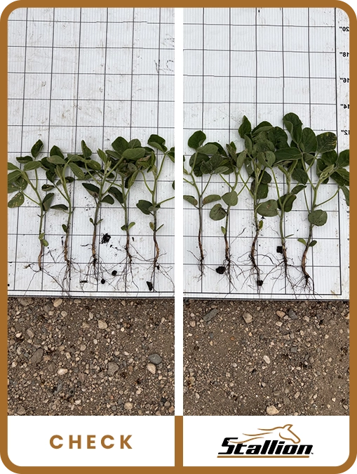 stallion-soybean-minnesota-trial-details-2