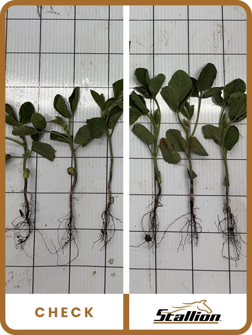 stallion-soybean-minnesota-trial-details