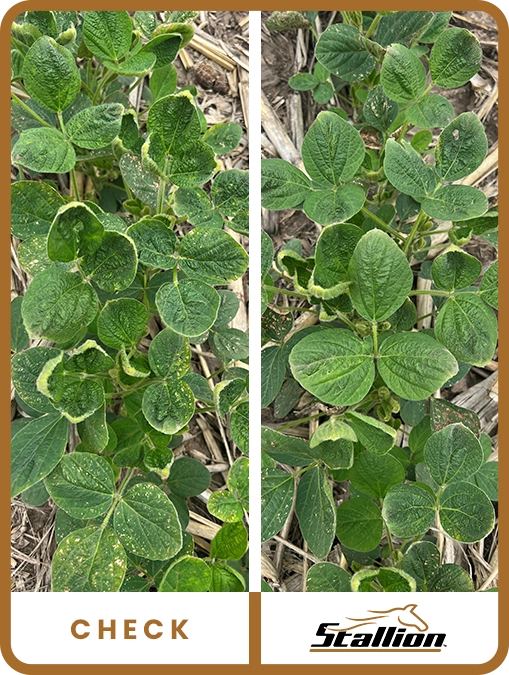 stallion-soybean-south-dakota-close-up-trial-details