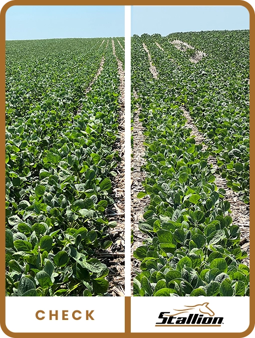 stallion-soybean-south-dakota-field-view-trial-details