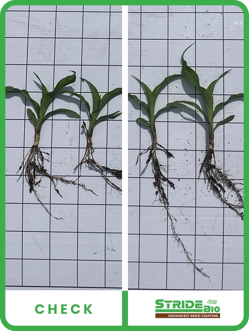 stride-bio-corn-central-iowa-trial-details-2