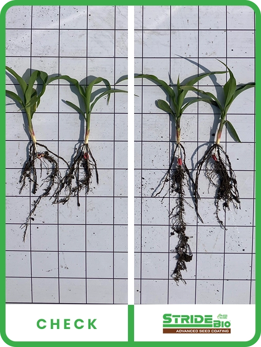 stride-bio-corn-central-iowa-trial-details-3