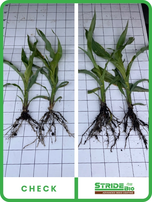 stride-bio-corn-central-iowa-trial-details
