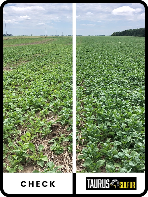 taurus-sulfur-canola-north-dakota-trial-details