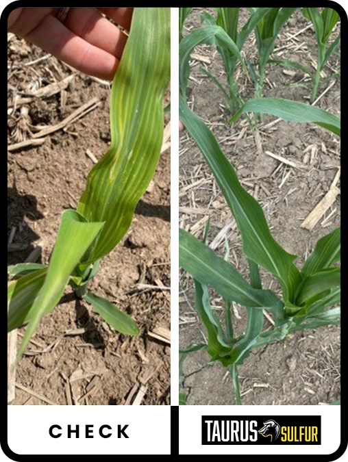 taurus-sulfur-corn-northern-illinois-trial-details-2