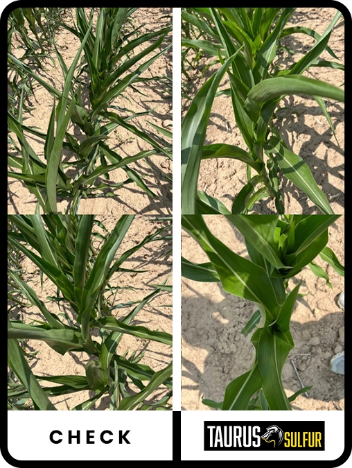 taurus-sulfur-corn-northern-illinois-trial-details