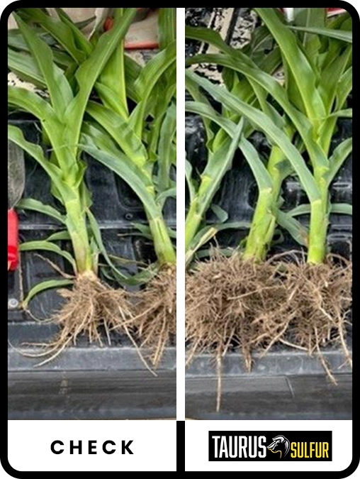 taurus-sulfur-corn-southeast-iowa-trial-details