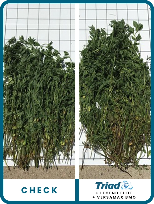 triad-alfalfa-southern-minnesota-trial-details