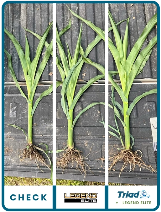 triad-corn-northern-illinois-trial-details