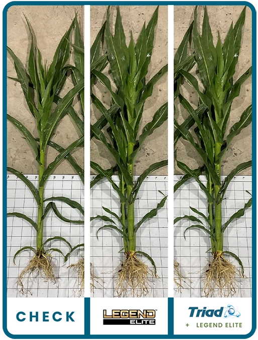 triad-corn-southeast-iowa-trial-details