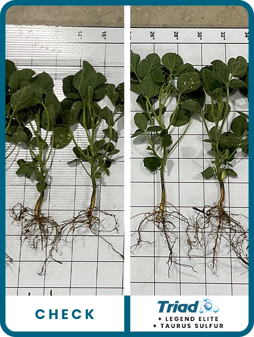 triad-soybean-southeast-iowa-trial-details